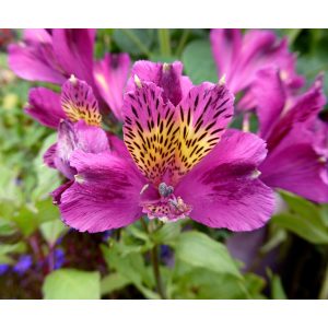 alstroemeria-Jupiter