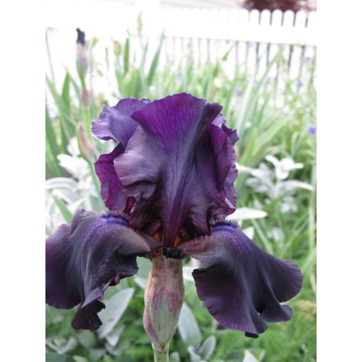 Iris germanica Black Knight - Kerti nőszirom