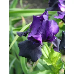 Iris germanica Black Tafetta