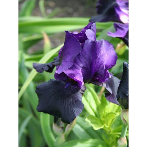 Iris germanica Black Tafetta