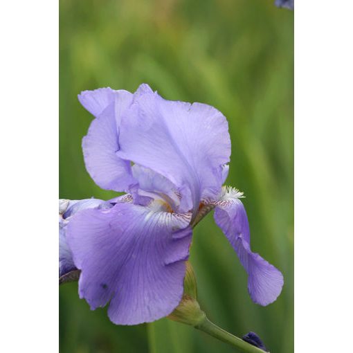 Iris germanica Butterfly