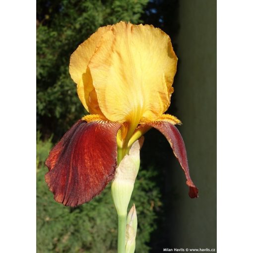 Iris germanica Caligula