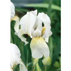 Iris germanica Gilbert