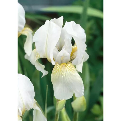 Iris germanica Gilbert