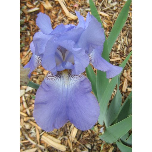 Iris germanica Harbor Blue