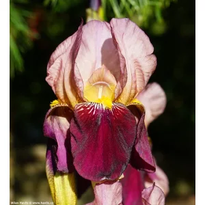 Iris germanica Indian Chief