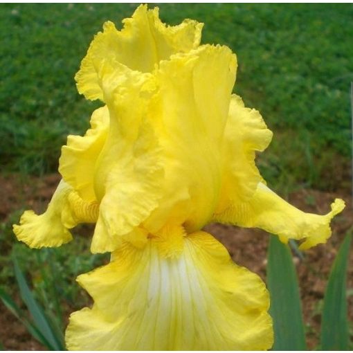 Iris germanica Lime Fizz