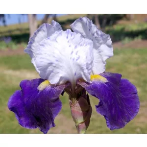 Iris germanica Night Edition