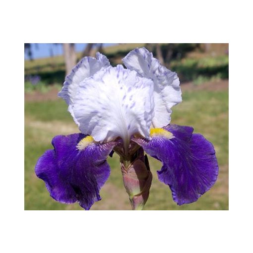 Iris germanica Night Edition