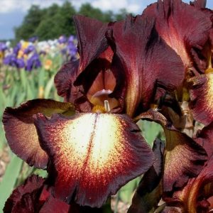 Iris germanica Provencal