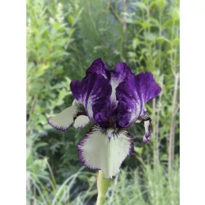 Iris germanica Rare Edition