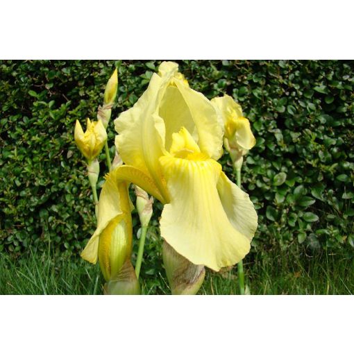 Iris germanica Sangreal