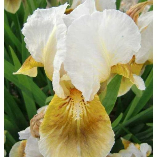 Iris germanica Scintilla