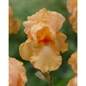 Iris germanica Skyfire