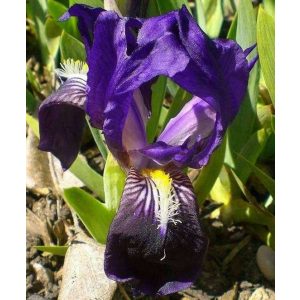 Iris pumila Atroviolacea