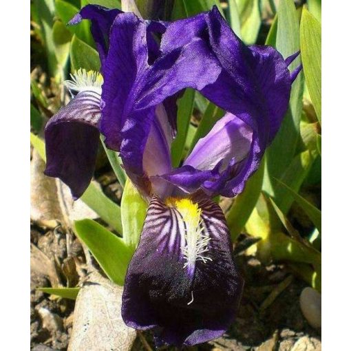 Iris pumila Atroviolacea