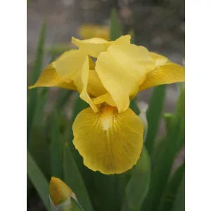 Iris pumila Golden Child