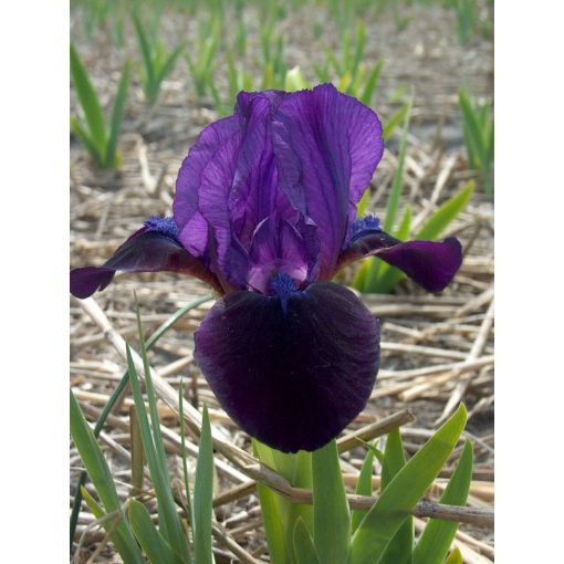 Iris pumila Little Shadow