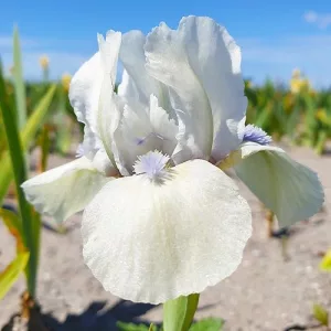 Iris pumila Westar