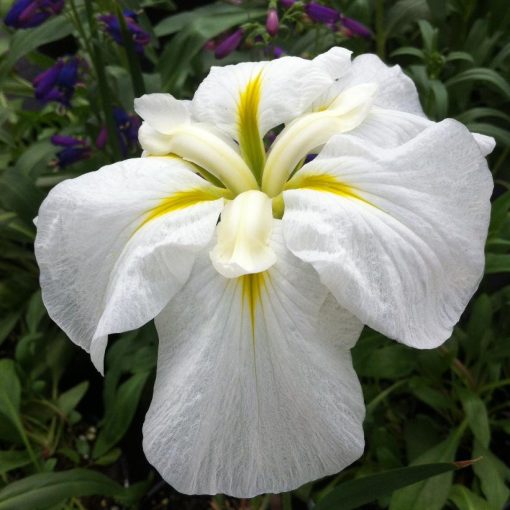 Iris ensata Gold Bound - Japán nőszirom