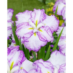 Iris ensata Tiramisu