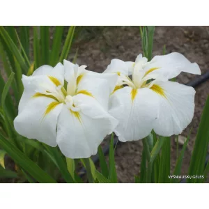 Iris ensata White Lady