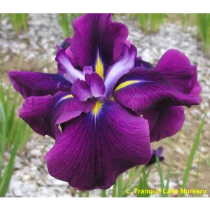 Iris ensata Wine Ruffles