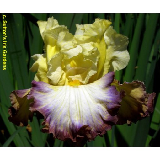 Iris germanica Above The Rim