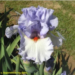 Iris germanica Abundant