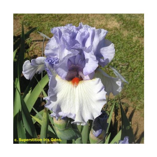 Iris germanica Abundant