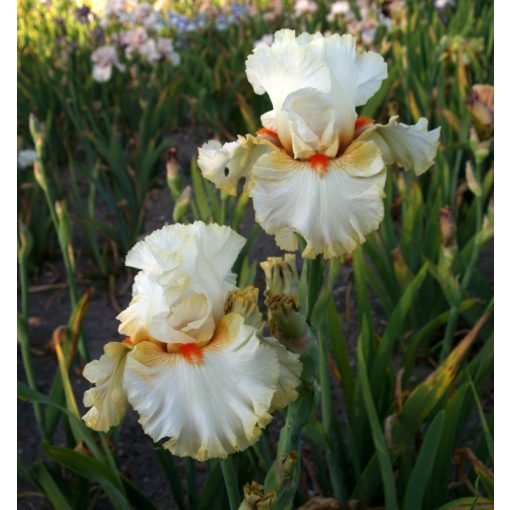 Iris germanica Adina