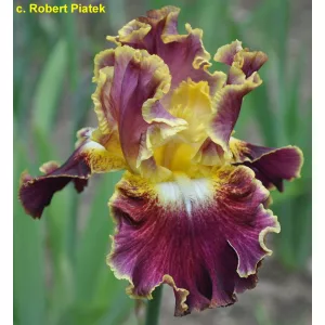 Iris germanica Affair To Remember