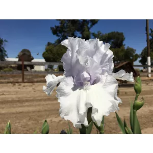 Iris germanica After The Rain