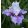 Iris germanica Alpine Butterfly