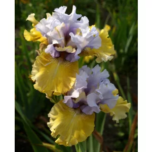 Iris germanica Amber In The Sea