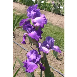 Iris germanica Amethyst Magic