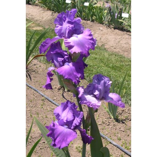 Iris germanica Amethyst Magic