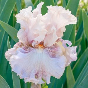 Iris germanica Amorous Heart