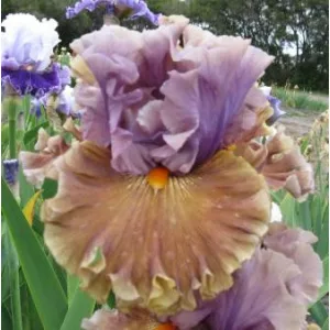 Iris germanica Ancient Secret
