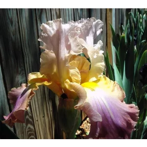 Iris germanica Art Design