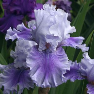 Iris germanica Ascent of Angels