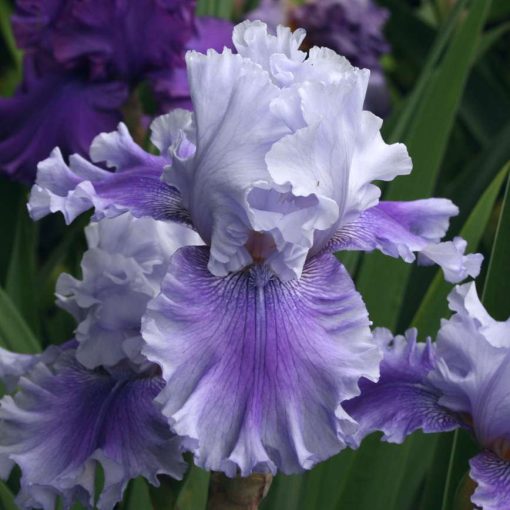 Iris germanica Ascent of Angels