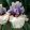 Iris germanica Back On Stage