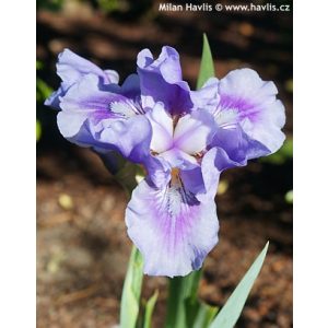 Iris germanica Bedtime Story