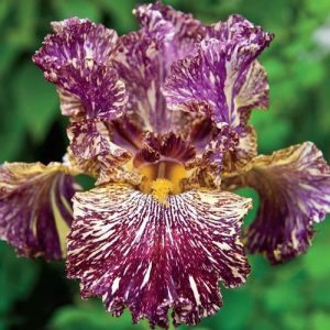 Iris germanica Bewilderbeast