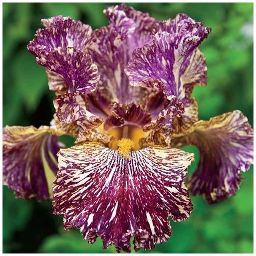 Iris germanica Bewilderbeast