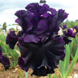 Iris germanica Black Lipstick