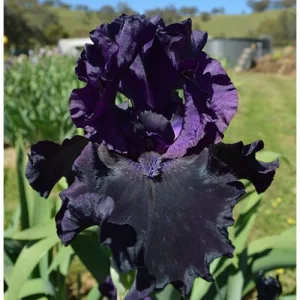 Iris germanica Black Phantom