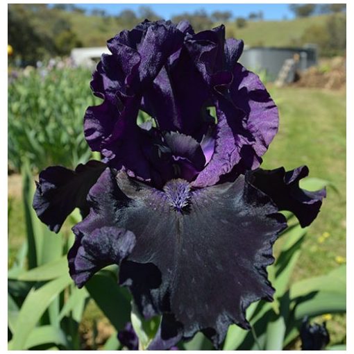 Iris germanica Black Phantom