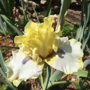 Iris germanica Blind Ambition